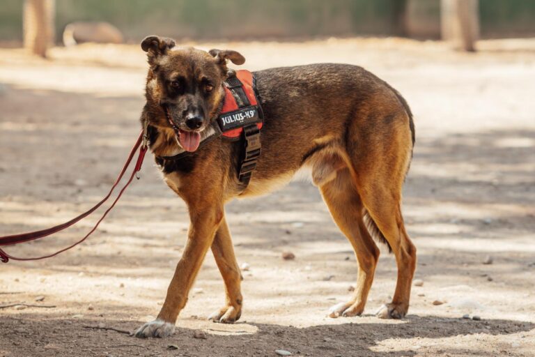 multimedia-foto90525-43-1