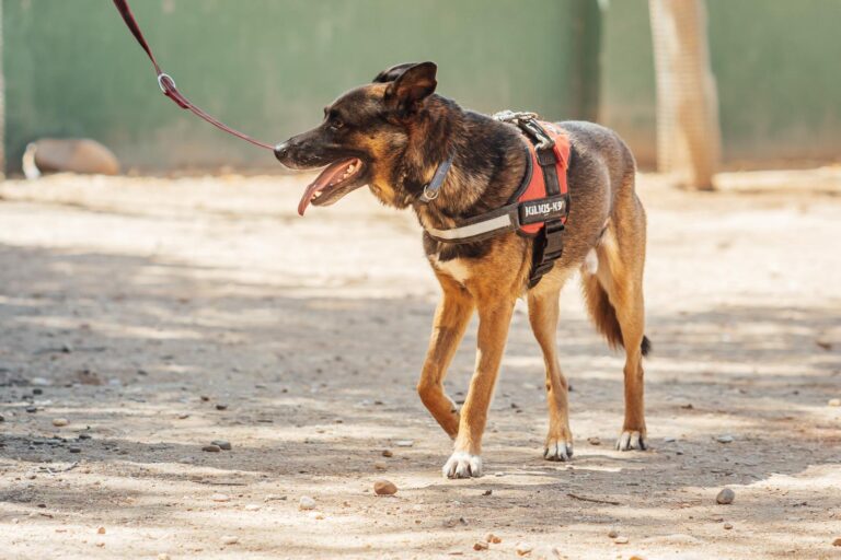 multimedia-foto90526-44-1