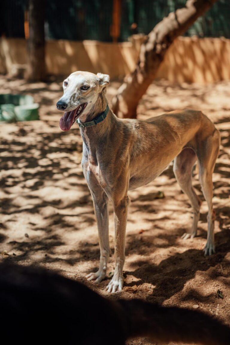 multimedia-foto90536-148-1