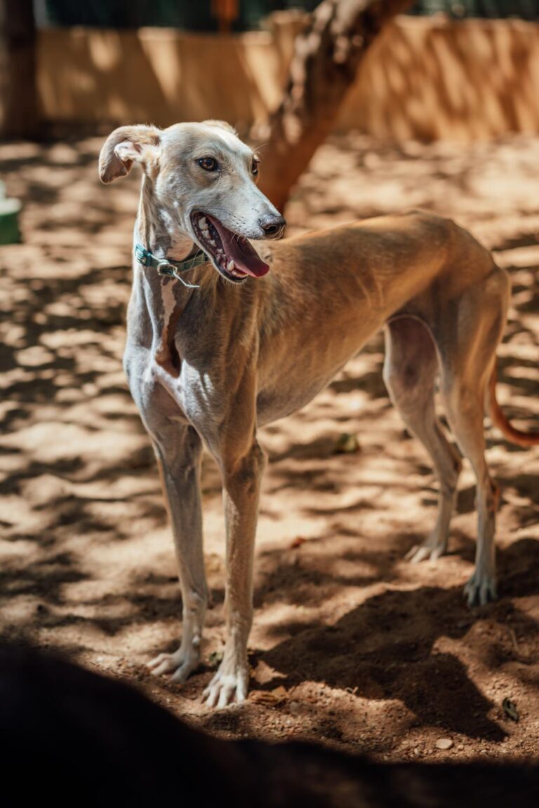 multimedia-foto90537-149-1