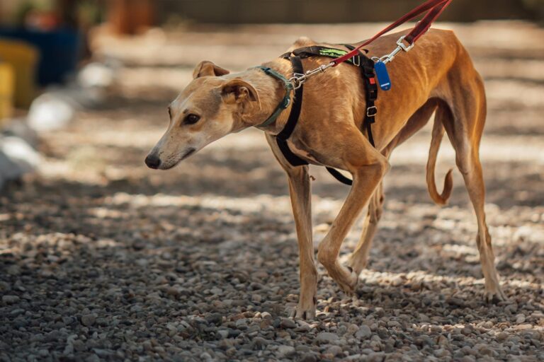 multimedia-foto90538-149-1