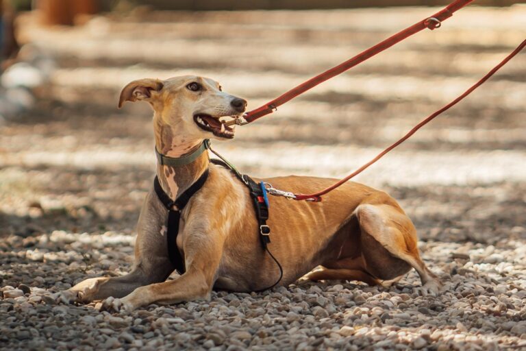 multimedia-foto90539-149-1