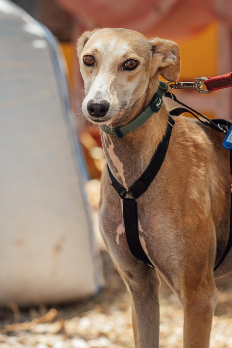 multimedia-foto90540-149-1