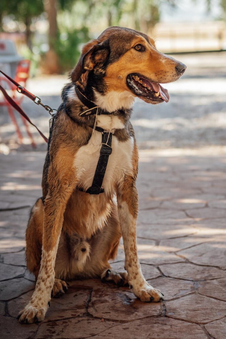 multimedia-foto90545-976-1