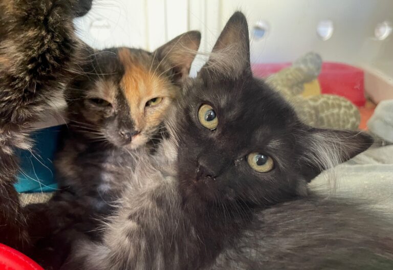 multimedia-foto90580-251-1