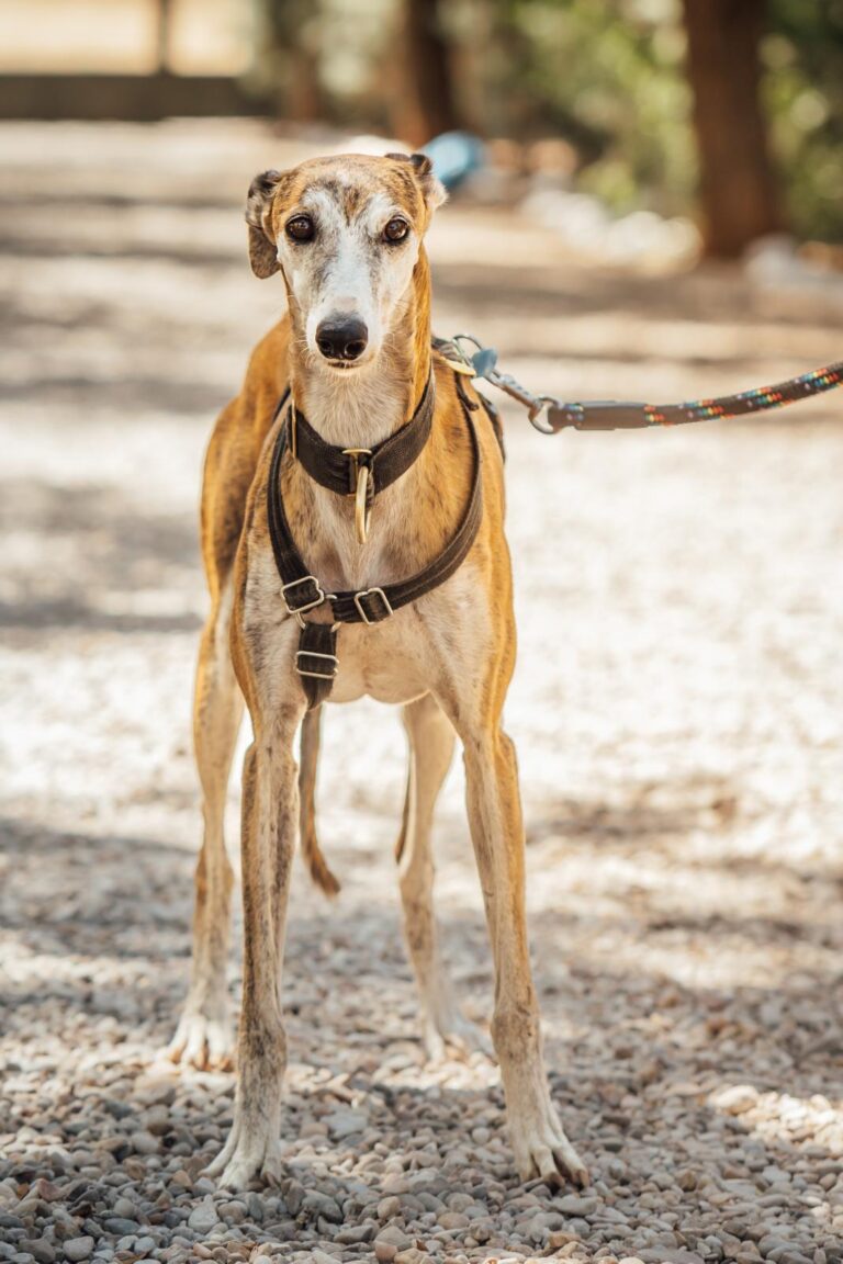 multimedia-foto90586-802-1