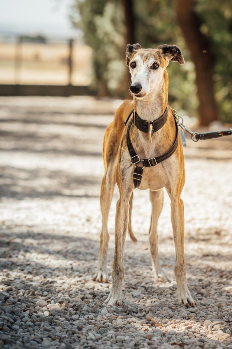 multimedia-foto90587-802-1