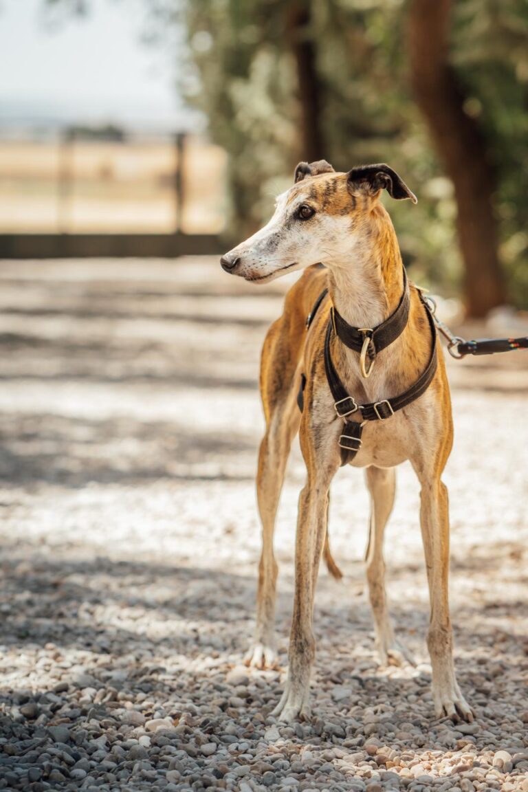 multimedia-foto90588-802-1