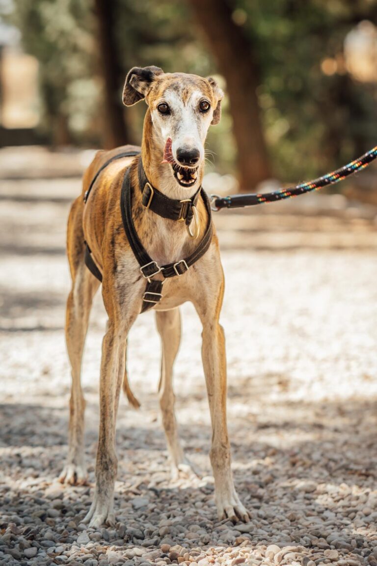 multimedia-foto90589-802-1