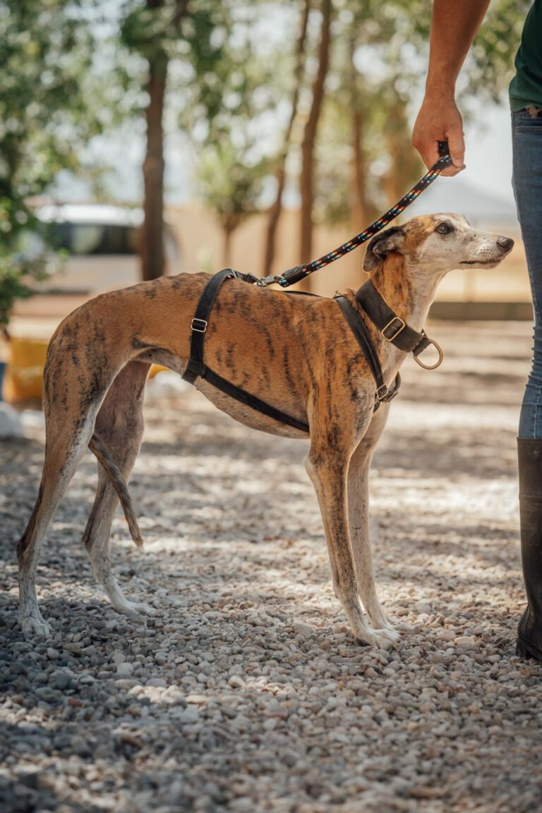 multimedia-foto90590-803-1