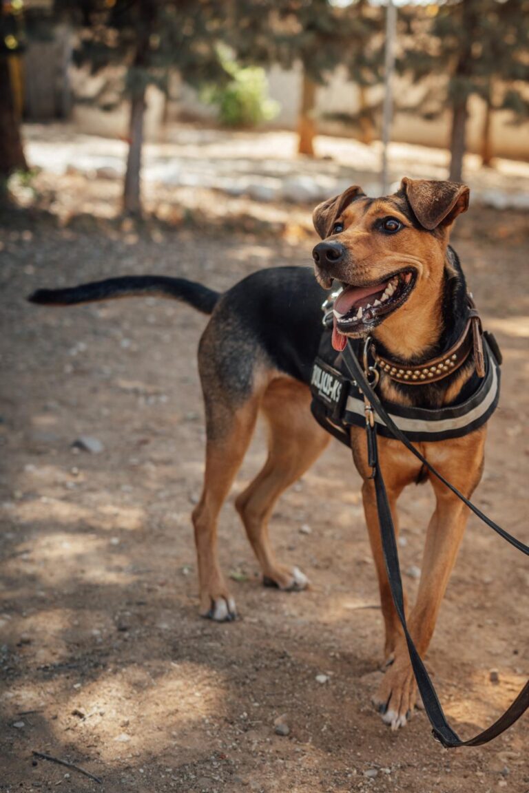 multimedia-foto90600-965-1