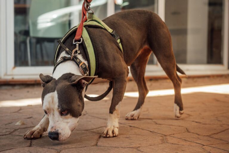 multimedia-foto90615-367-1