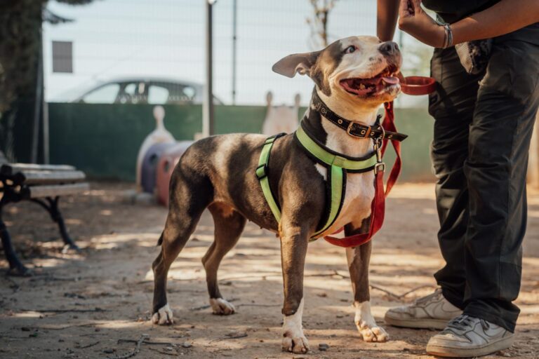 multimedia-foto90617-368-1