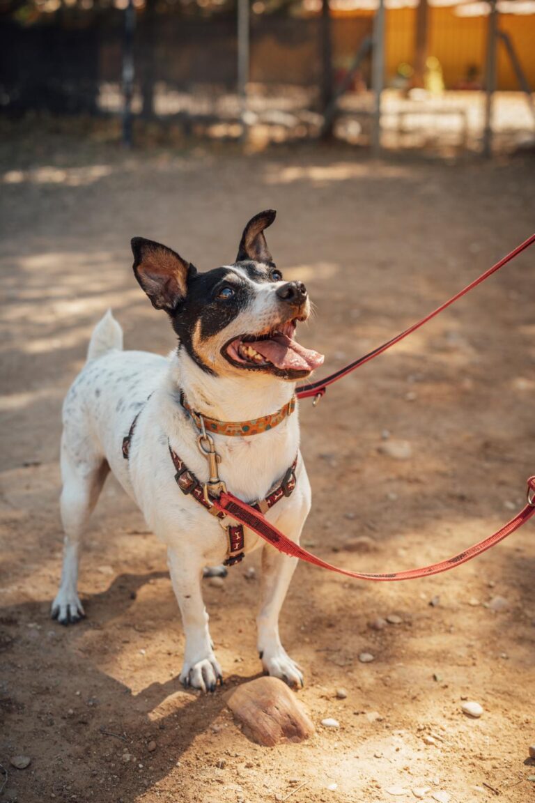 multimedia-foto90634-1-1