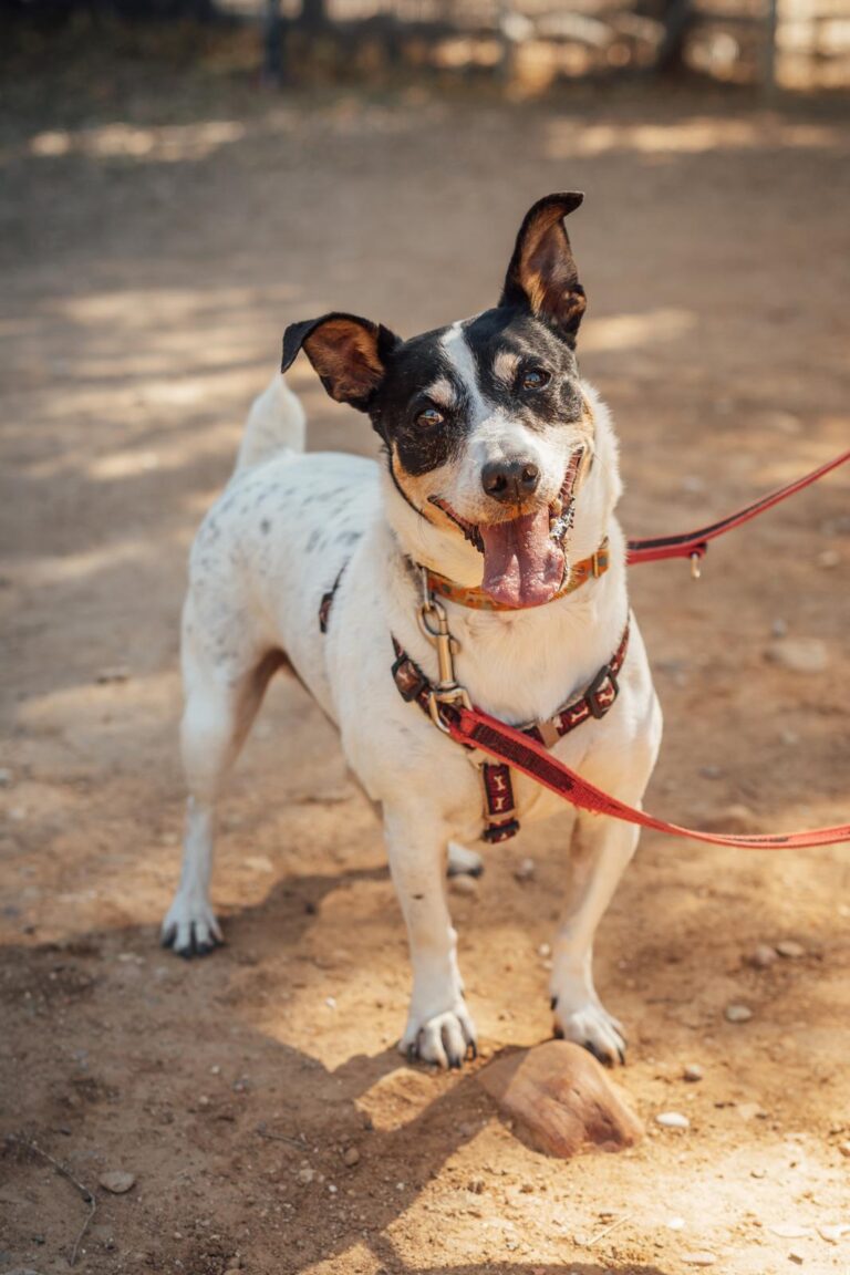 multimedia-foto90635-1-1