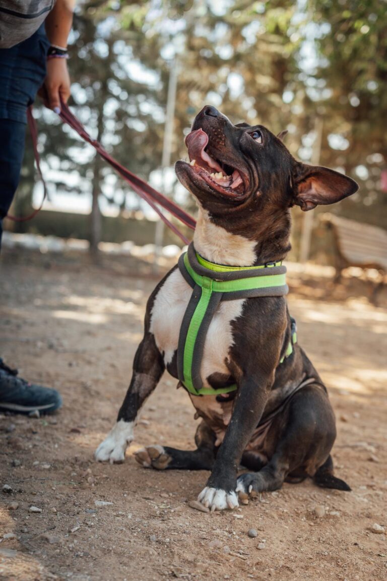 multimedia-foto90639-80-1