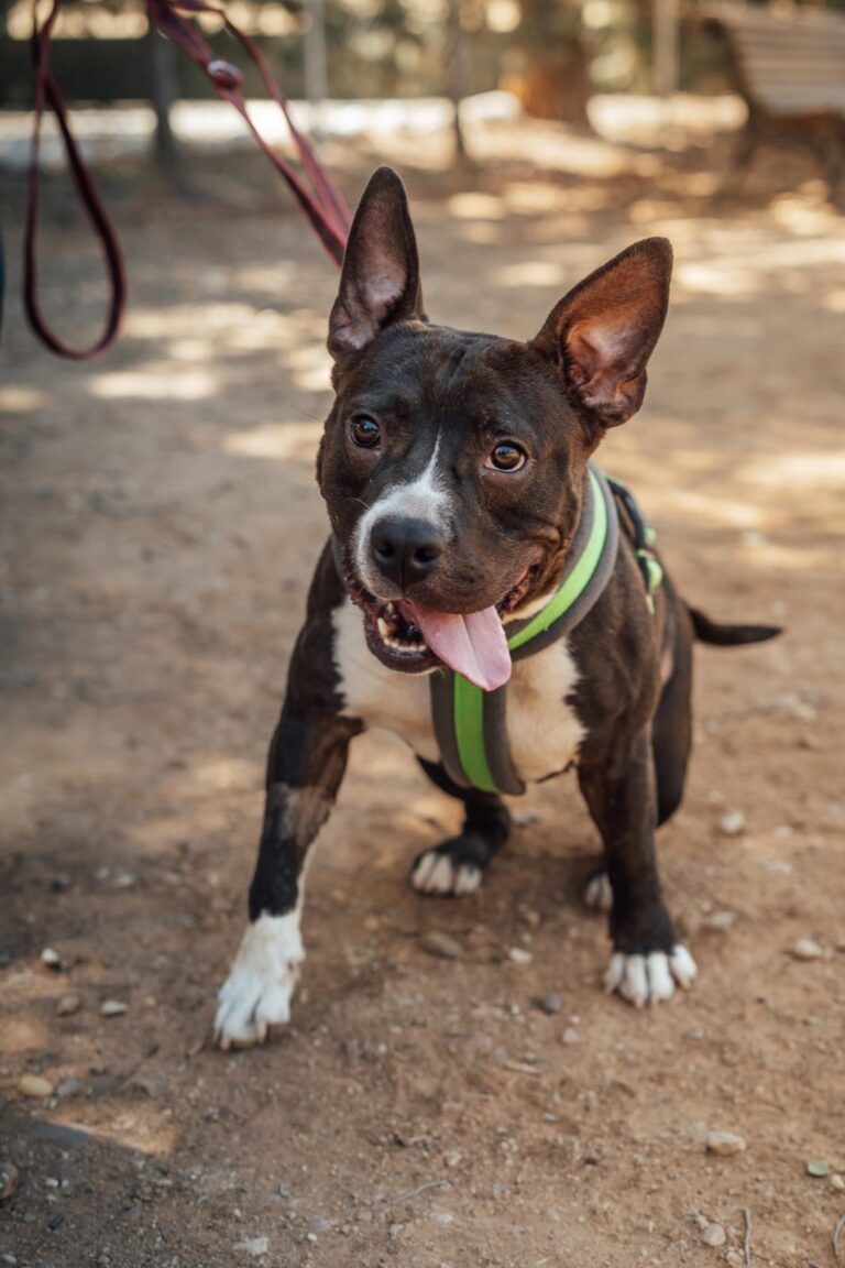 multimedia-foto90640-80-1