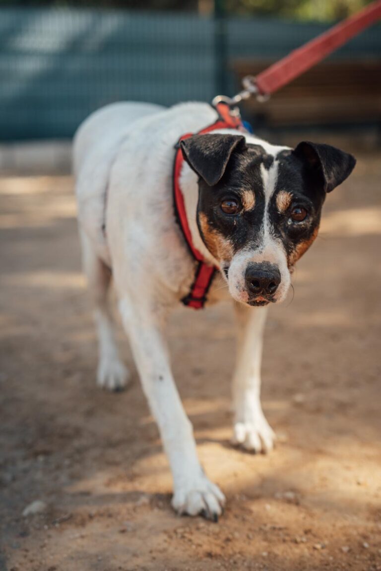 multimedia-foto90653-138-1