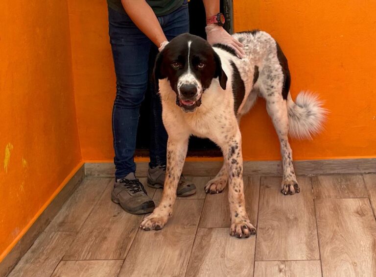 multimedia-foto90657-503-1