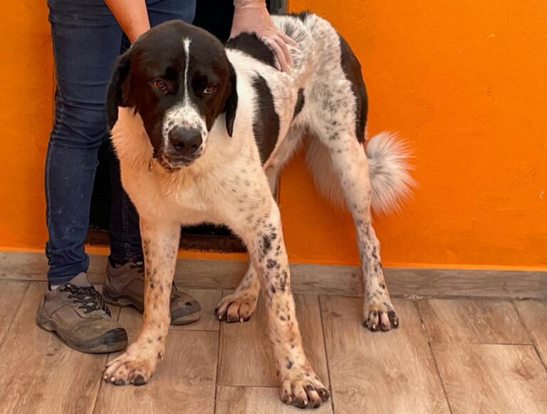 multimedia-foto90658-504-1