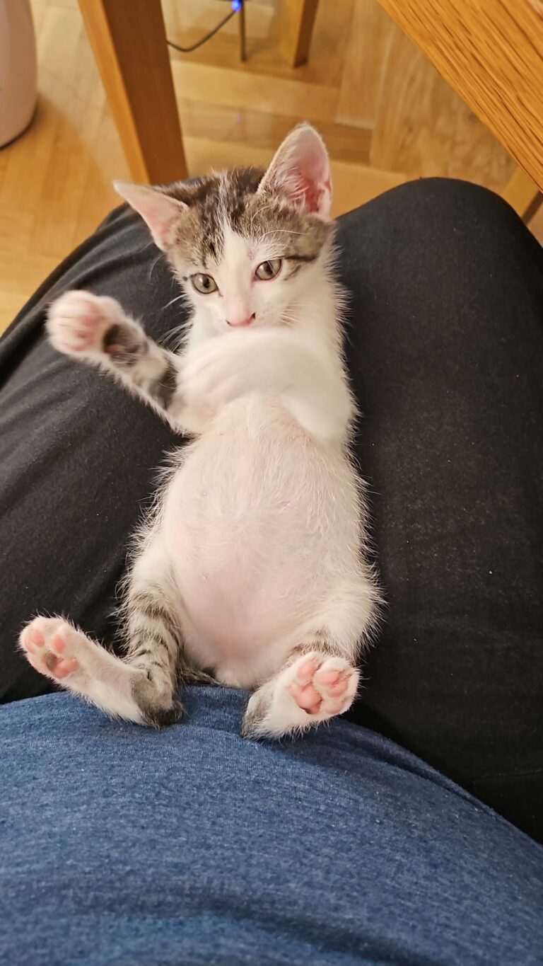 multimedia-foto90666-228-1