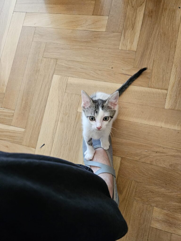 multimedia-foto90680-179-1