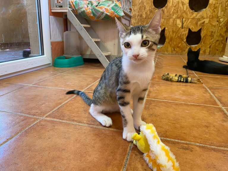 multimedia-foto90689-252-1