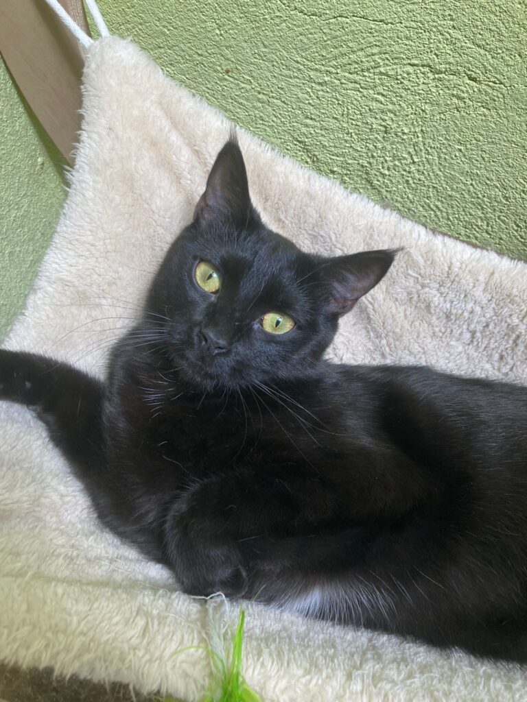 multimedia-foto90693-448-1