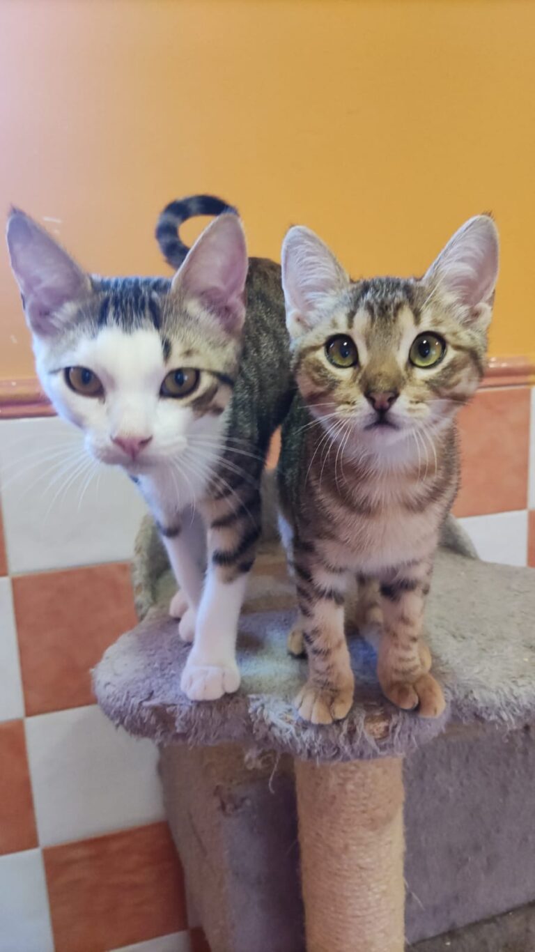 multimedia-foto90739-745-1