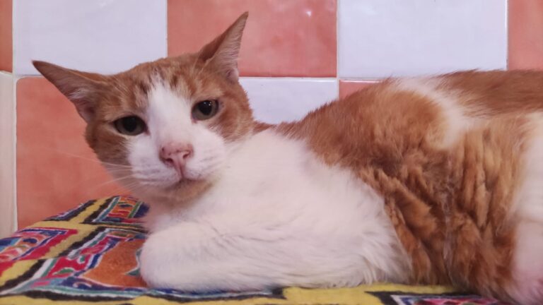 multimedia-foto90745-808-1