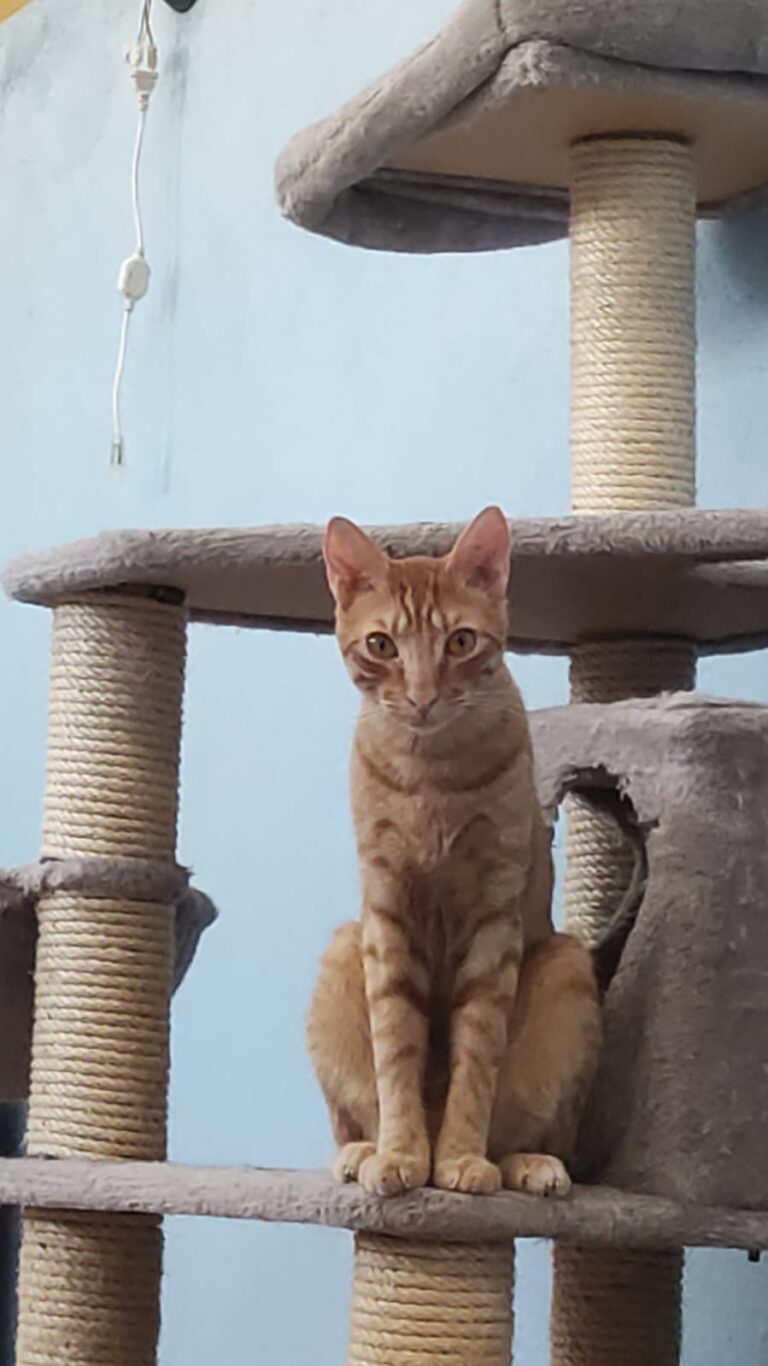 multimedia-foto90747-896-1