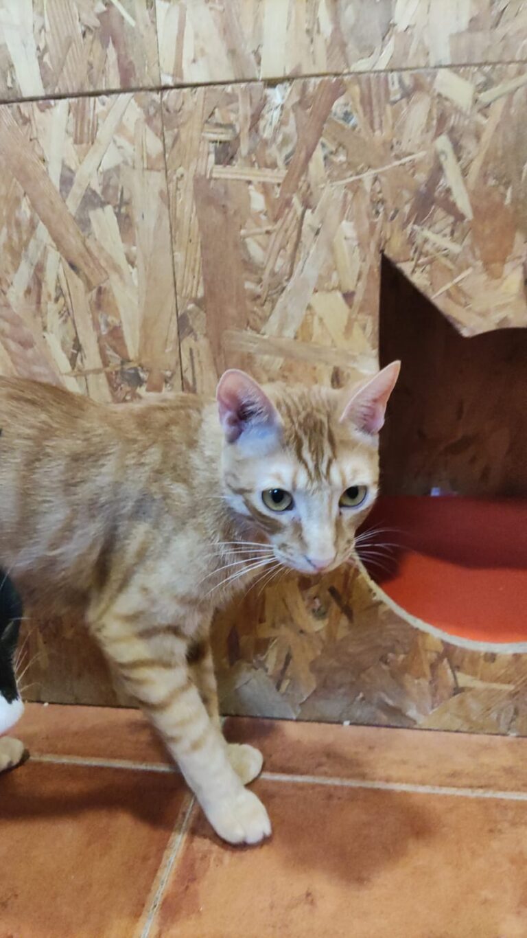 multimedia-foto90748-896-1