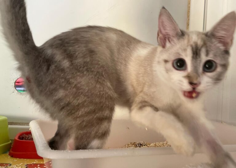 multimedia-foto90751-411-1