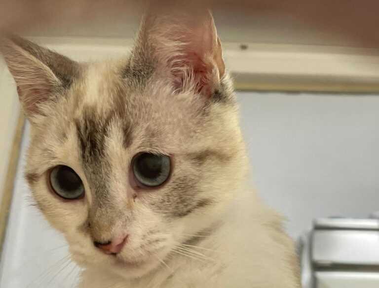 multimedia-foto90752-411-1