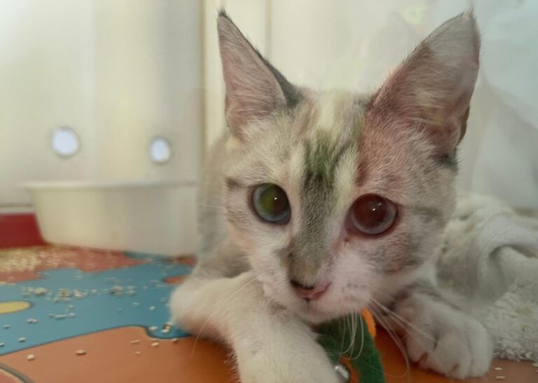 multimedia-foto90755-412-1