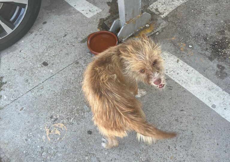 multimedia-foto90760-110-1