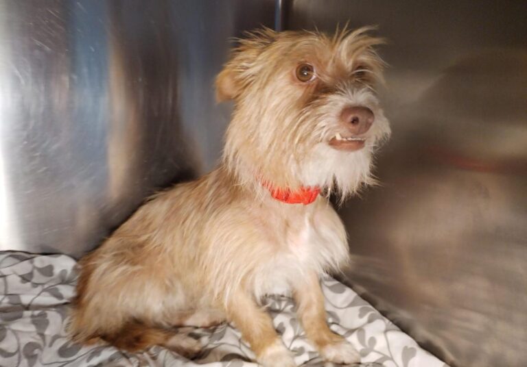 multimedia-foto90761-110-1