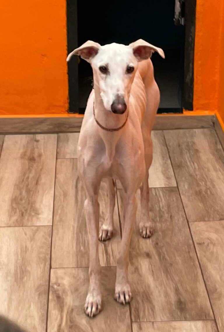 multimedia-foto90774-797-1