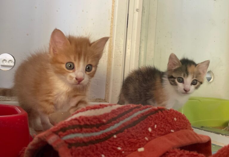 multimedia-foto90805-115-1