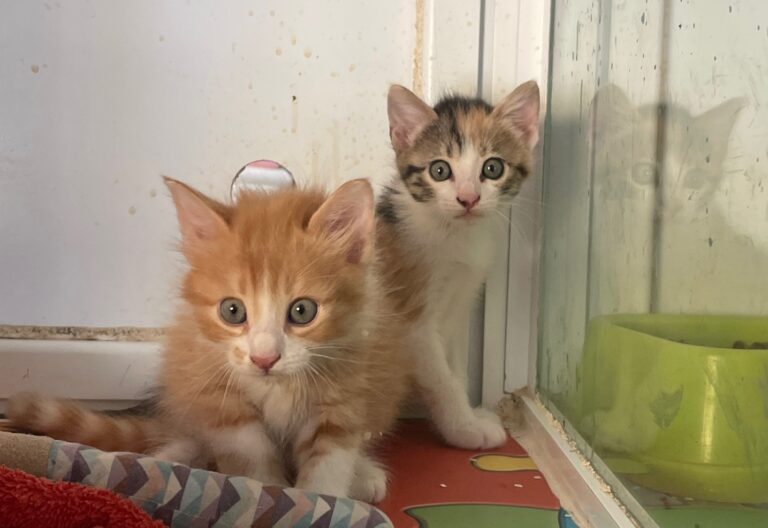 multimedia-foto90807-116-1