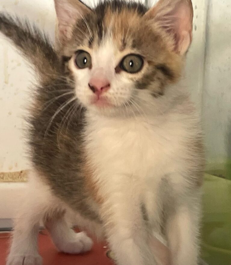 multimedia-foto90816-627-1