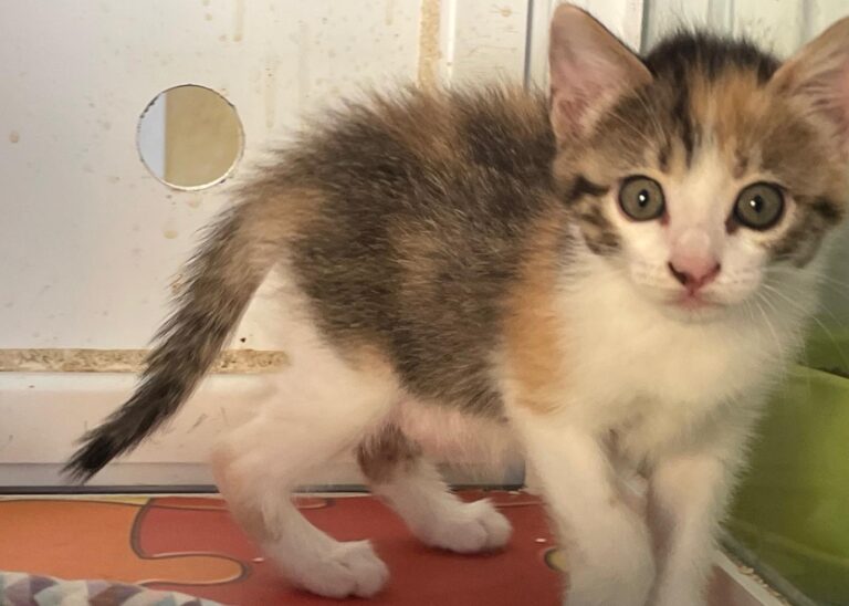 multimedia-foto90817-627-1