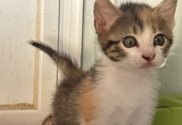 multimedia-foto90818-628-1