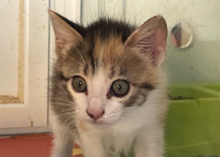 multimedia-foto90819-628-1