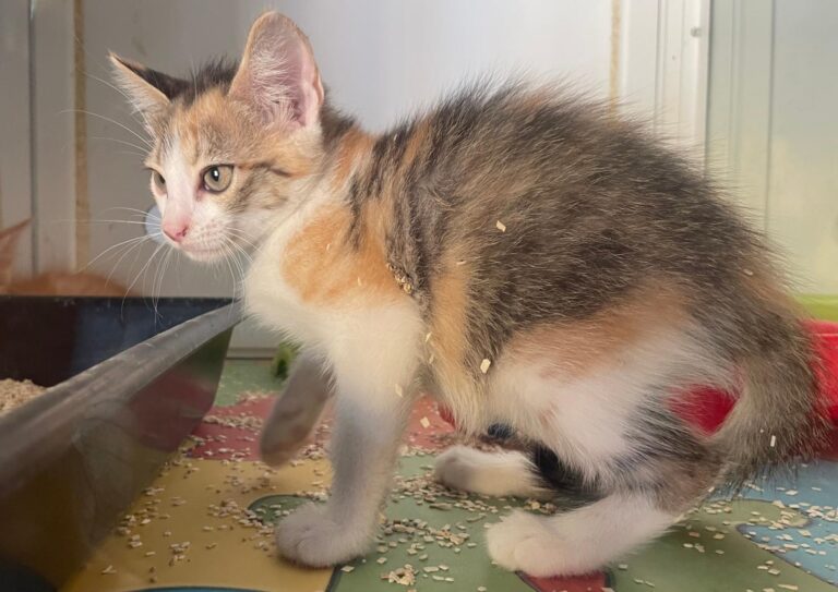 multimedia-foto90820-628-1