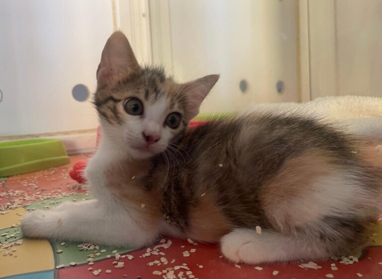 multimedia-foto90821-628-1