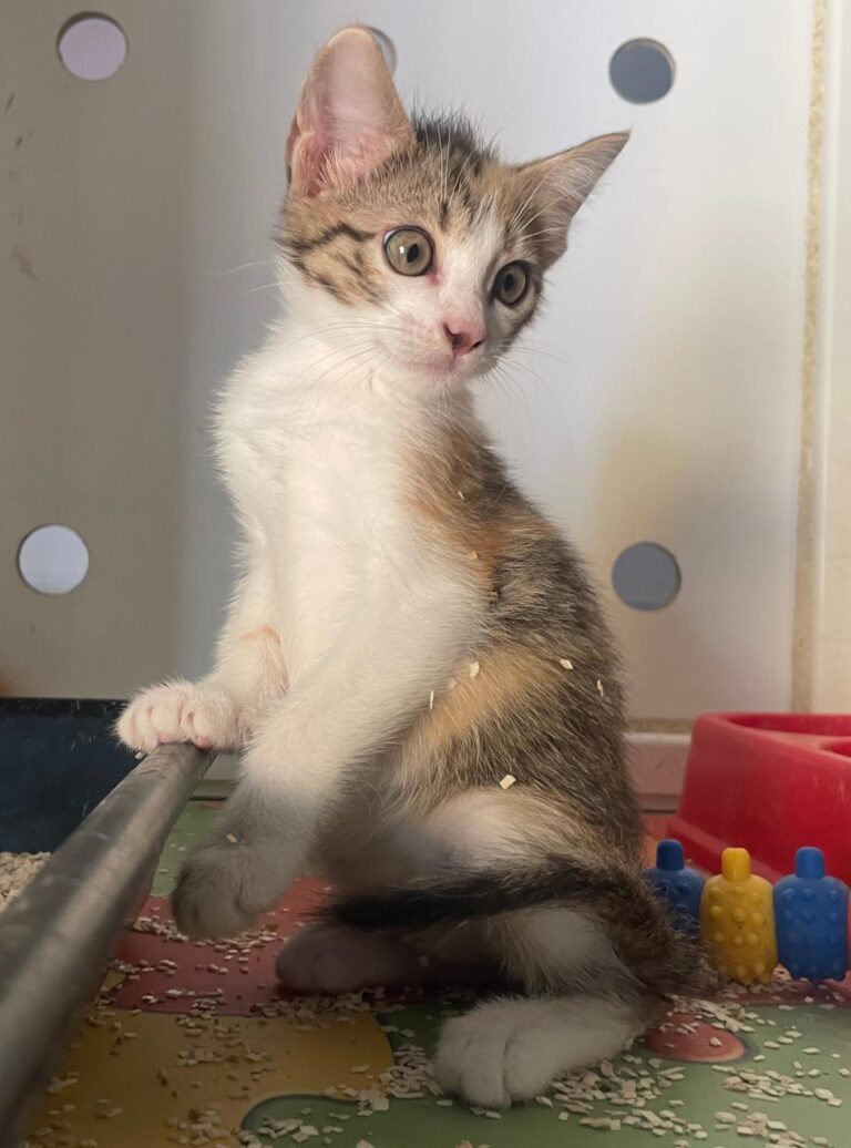 multimedia-foto90823-629-1