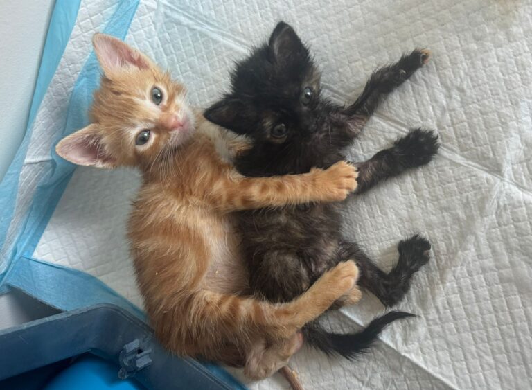 multimedia-foto90834-660-1