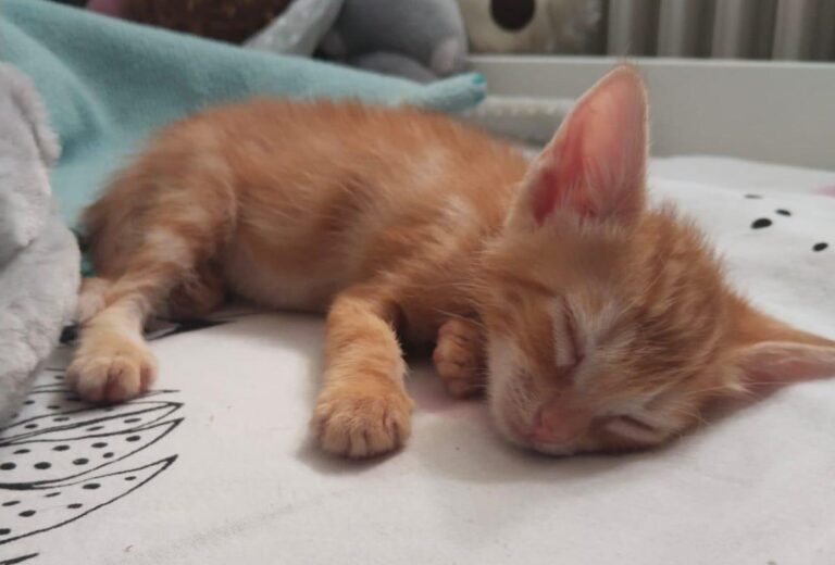 multimedia-foto90835-846-1