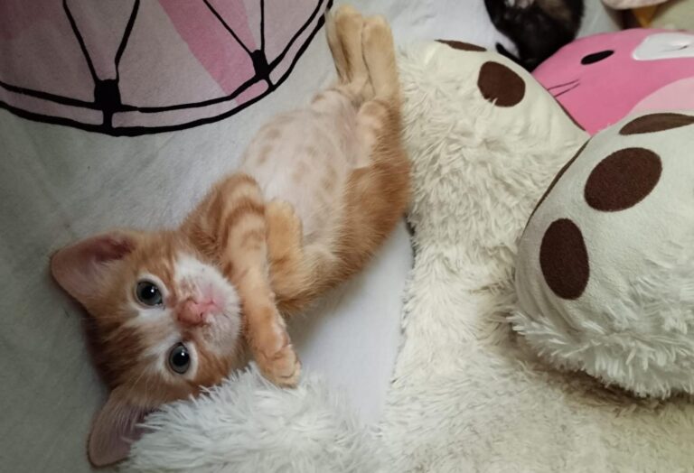 multimedia-foto90837-847-1